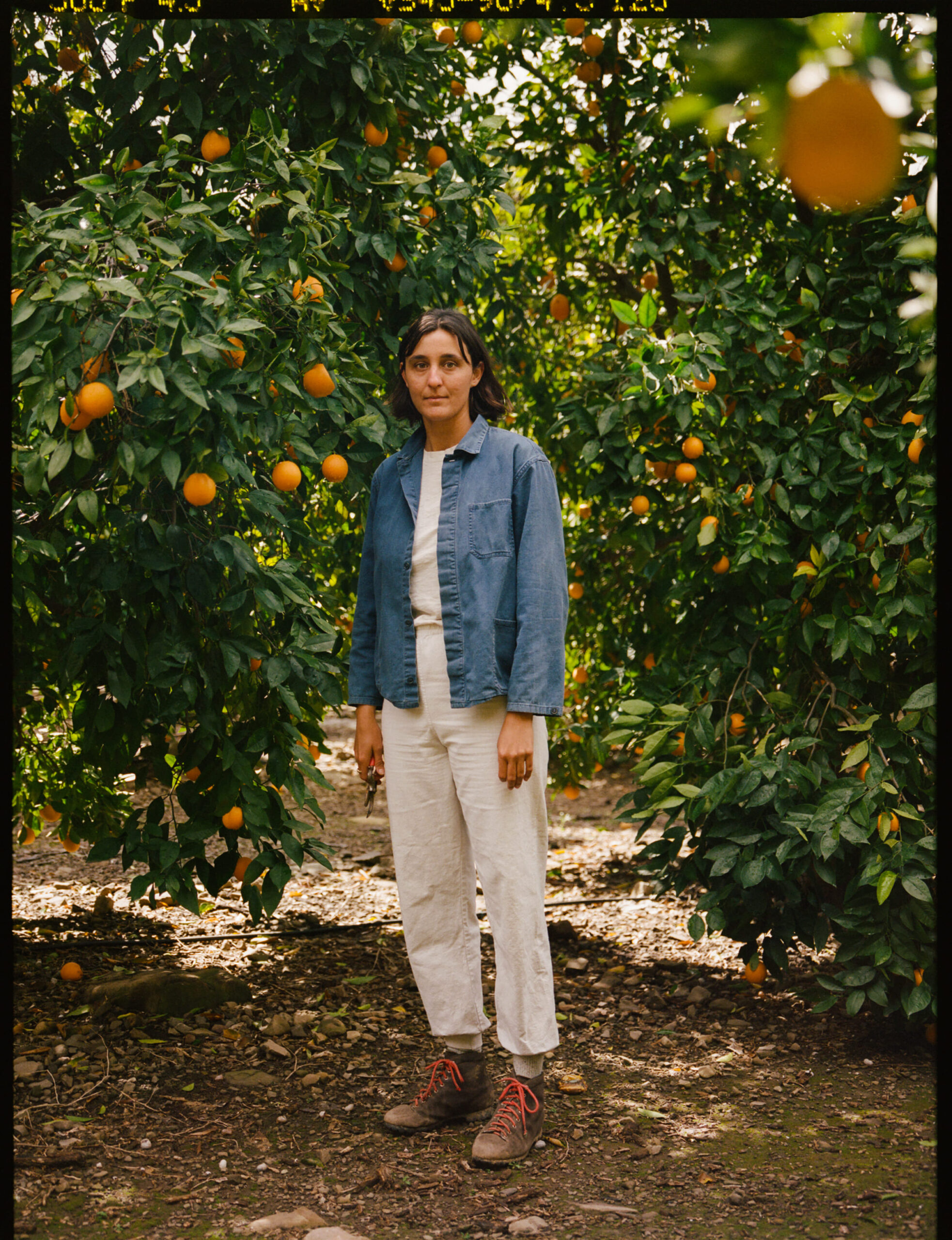 A person stands in an orange grove, surrounded by lush green trees with ripe oranges. They wear a blue jacket and white pants, conveying a calm, natural setting.